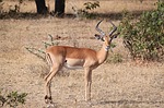 gazelle photo