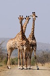 giraffe photo