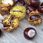 chestnuts, spikes, in shells