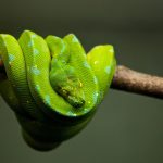 python, snake, reptile