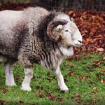 ram, sheep, animal