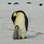 penguins, emperor penguins, baby