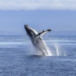 humpback whale, natural spectacle, nature