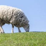 sheep, grass, livestock