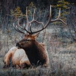 elk, canada, deer