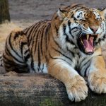 tiger, nature, animal