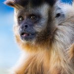 capuchin, monkey, animal