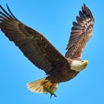 American Bald Eagle flying on sky