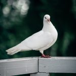 white bird on brown wooden fence during daytime