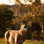 selective focus photography of brown deer standing on green grass field during daytime