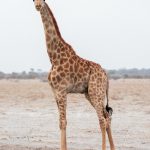 giraffe walking on brown field during daytime