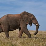 brown elephant on green grass field during daytime