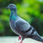 shallow focus photography of pigeon