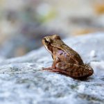 closeup photography of frog on stone