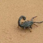 giant scorpion, black, sand