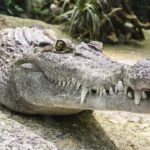 crocodile, teeth, reptile