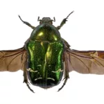 beetle, green, wings