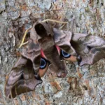 moth, hawkmoth, wildlife