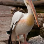 Pelican in Close Up