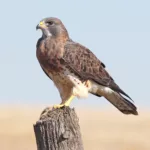 hawk, nature, bird of prey