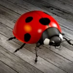 ladybug, beetle, lucky charm