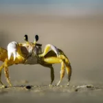 crab, beach, sand