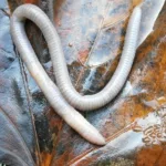 earthworm, lumbricidae, worm