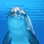 dolphin, animal, sea