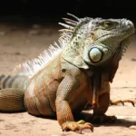 iguana, reptile, lizard
