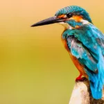 kingfisher, bird, close up