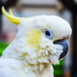 parrot, cockatoo, bird
