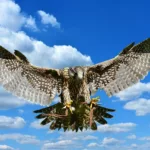 falcon, approach, prey