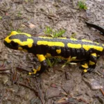 fire salamander, nature, salamander