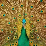 peacock, nature, feather