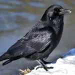 common raven, crow, snow