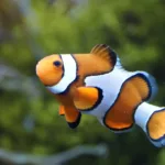 clownfish, anemonefish, fish