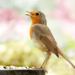 bird, robin, ornithology