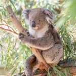 koala, marsupial, herbivore