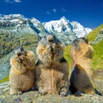 marmots, grossglockner, austria