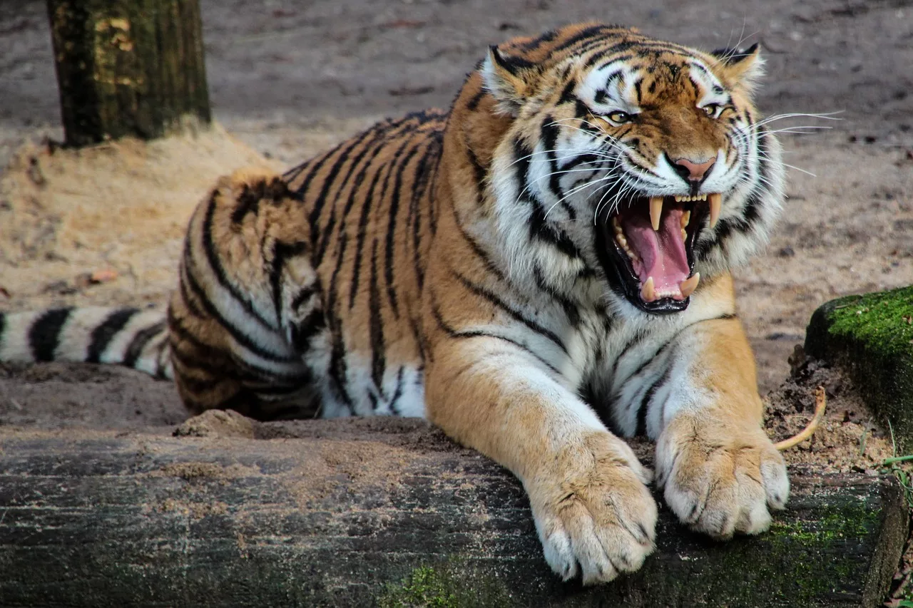 tiger, animal, roar