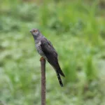 bird, eurasian cuckoo, feathers