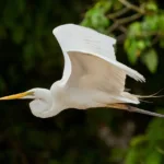 great egret, heron, bird