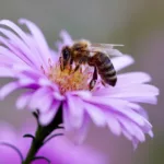 bee, insect, flower