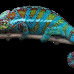 chameleon, reptile, scales