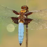 insects, wings, dragonfly