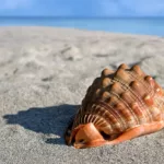 sea shell, giant conch, cypraeacassis rufa