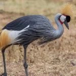 grey crowned crane, balearica regulorum, tanzania
