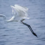bird, great egret, ornithology