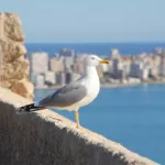 bird, seagull, ornithology