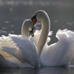 birds, swan, ornithology
